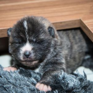 DSC 8641 kopia (Copy)